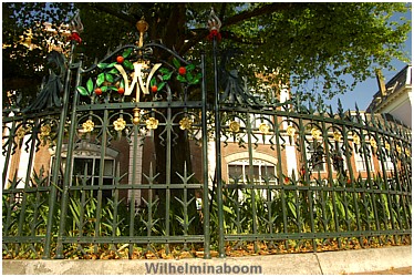 Wilhelminaboom op Raadhuisplein